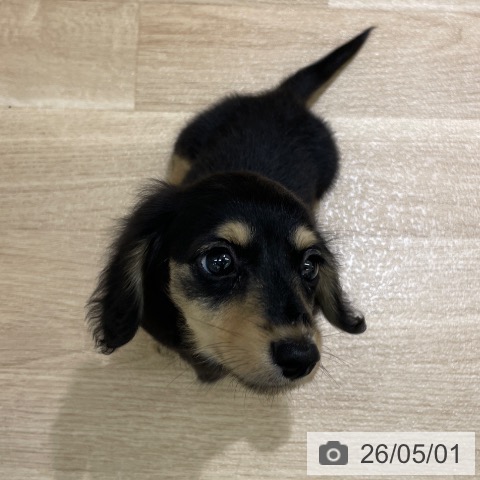 ミニチュア・ダックスフンドの写真