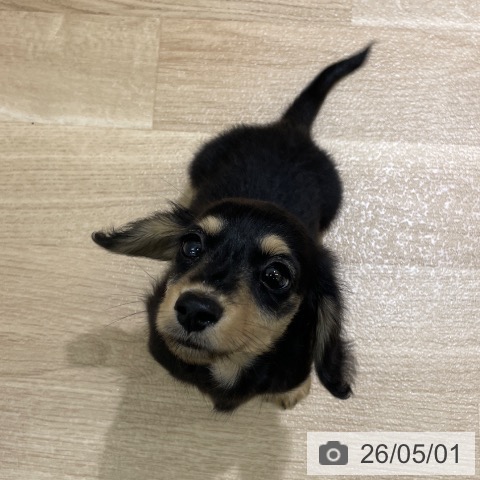 ミニチュア・ダックスフンドの写真