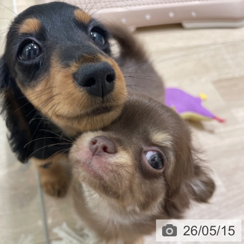 ミニチュア・ダックスフンドの写真