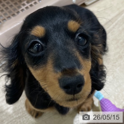 ミニチュア・ダックスフンドの写真