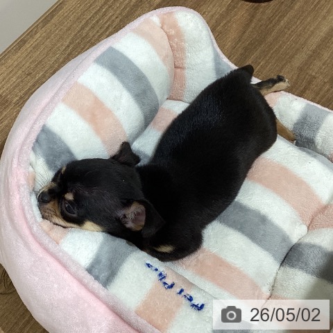 鳥取県のチワワ(ロング) (ペッツワン 日吉津店/2026年2月28日生まれ/男の子/ブラックタン)の子犬の3枚目の画像