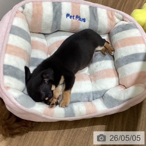 鳥取県のチワワ(ロング) (ペッツワン 日吉津店/2026年2月28日生まれ/男の子/ブラックタン)の子犬の4枚目の画像
