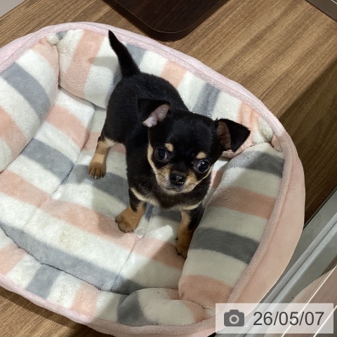 鳥取県のチワワ(ロング) (ペッツワン 日吉津店/2026年2月28日生まれ/男の子/ブラックタン)の子犬の3枚目の画像