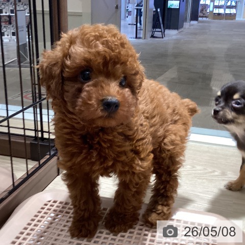 徳島県のトイプードル(トイ) (ペットプラス 徳島店/2026年2月28日生まれ/男の子/レッド)の子犬の4枚目の画像