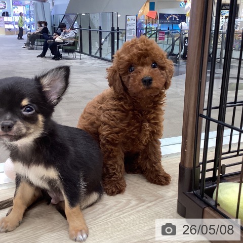 徳島県のトイプードル(トイ) (ペットプラス 徳島店/2026年2月28日生まれ/男の子/レッド)の子犬の3枚目の画像