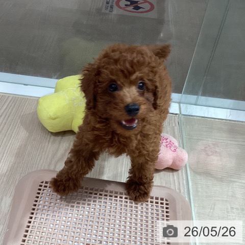 徳島県のトイプードル(トイ) (ペットプラス 徳島店/2026年2月28日生まれ/男の子/レッド)の子犬の3枚目の画像