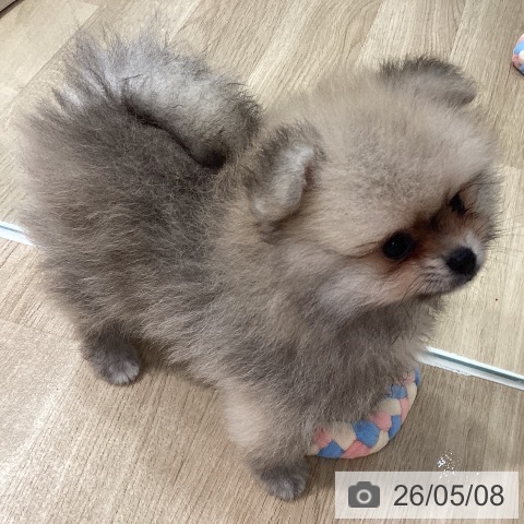 ポメラニアンの写真