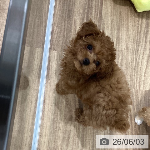 岡山県のトイプードル(トイ) (ペッツワン 岡山南店/2026年3月4日生まれ/女の子/レッド)の子犬の3枚目の画像