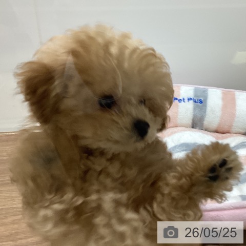 鳥取県のトイプードル(トイ) (ペッツワン 日吉津店/2026年3月1日生まれ/男の子/アプリコット)の子犬の3枚目の画像