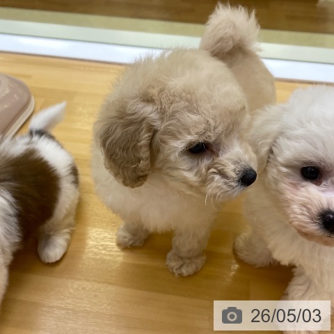 香川県のトイプードル(トイ) (ペットプラス 高松店/2026年3月4日生まれ/男の子/クリーム)の子犬の4枚目の画像