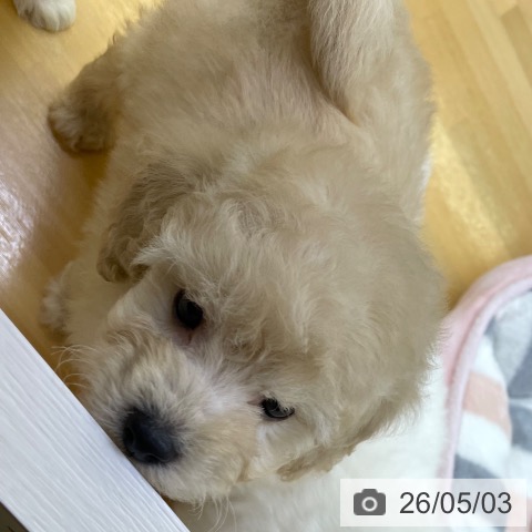 香川県のトイプードル(トイ) (ペットプラス 高松店/2026年3月4日生まれ/男の子/クリーム)の子犬の3枚目の画像