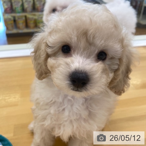 香川県のトイプードル(トイ) (ペットプラス 高松店/2026年3月4日生まれ/男の子/クリーム)の子犬の4枚目の画像