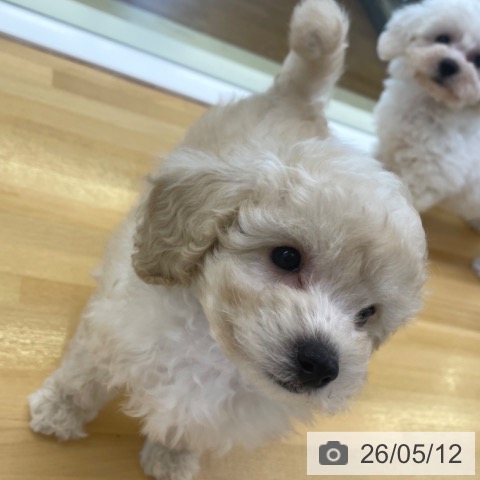 香川県のトイプードル(トイ) (ペットプラス 高松店/2026年3月4日生まれ/男の子/クリーム)の子犬の3枚目の画像