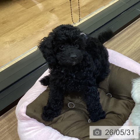 鳥取県のトイプードル(トイ) (ペッツワン 日吉津店/2026年3月4日生まれ/女の子/ブラック)の子犬の3枚目の画像