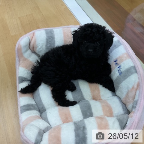 香川県のトイプードル(トイ) (ペットプラス 綾川店/2026年3月4日生まれ/女の子/ブラック)の子犬の4枚目の画像