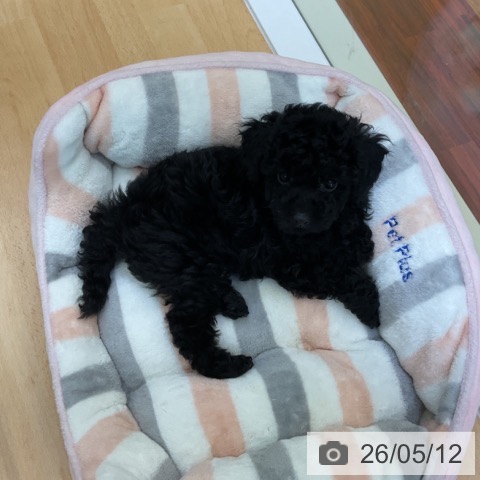 香川県のトイプードル(トイ) (ペットプラス 綾川店/2026年3月4日生まれ/女の子/ブラック)の子犬の3枚目の画像