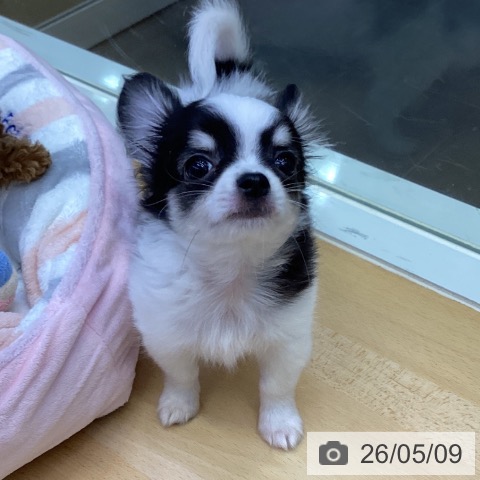 香川県のチワワ(ロング) (ペットプラス 綾川店/2026年3月2日生まれ/男の子/ホワイトブラッククリーム)の子犬の4枚目の画像