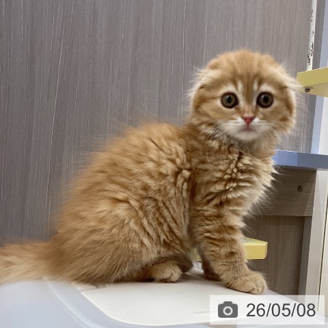 スコティッシュフォールドの写真