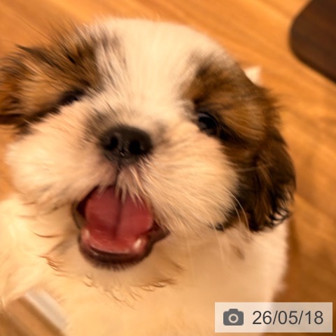 岡山県のシーズー (ペッツワン 岡山南店/2026年3月4日生まれ/男の子/ホワイトゴールド)の子犬の4枚目の画像