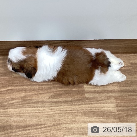 岡山県のシーズー (ペッツワン 岡山南店/2026年3月4日生まれ/男の子/ホワイトゴールド)の子犬の3枚目の画像