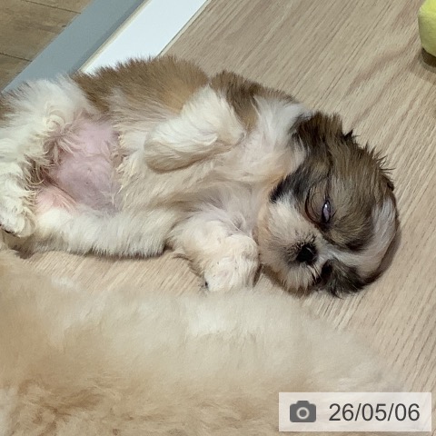 岡山県のシーズー (ペットプラス 岡山店/2026年3月4日生まれ/女の子/ホワイトゴールド)の子犬の3枚目の画像