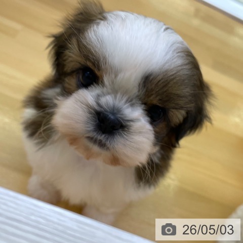 香川県のシーズー (ペットプラス 高松店/2026年3月4日生まれ/女の子/ホワイトゴールド)の子犬の4枚目の画像