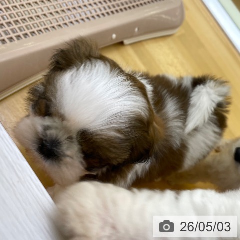 香川県のシーズー (ペットプラス 高松店/2026年3月4日生まれ/女の子/ホワイトゴールド)の子犬の3枚目の画像