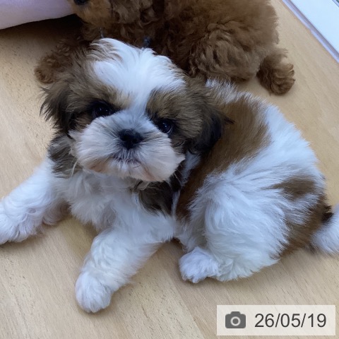 香川県のシーズー (ペットプラス 綾川店/2026年3月4日生まれ/女の子/ホワイトゴールド)の子犬の4枚目の画像