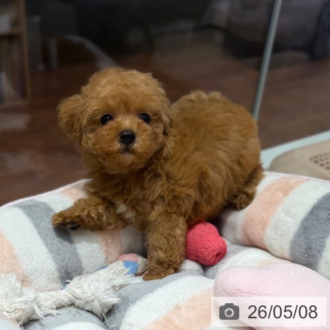 大阪府のトイプードル(トイ) (ペットプラス 四條畷店/2026年3月3日生まれ/男の子/レッド)の子犬の4枚目の画像