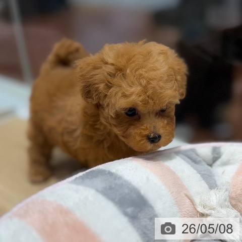 大阪府のトイプードル(トイ) (ペットプラス 四條畷店/2026年3月3日生まれ/男の子/レッド)の子犬の3枚目の画像