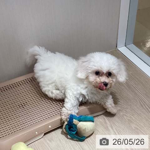 徳島県のビションフリーゼ (ペットプラス 徳島店/2026年3月1日生まれ/男の子/ホワイト)の子犬の3枚目の画像