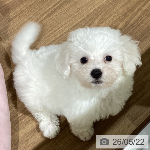 鳥取県のビションフリーゼ (ペッツワン 日吉津店/2026年3月1日生まれ/男の子/ホワイト)の子犬の4枚目の画像