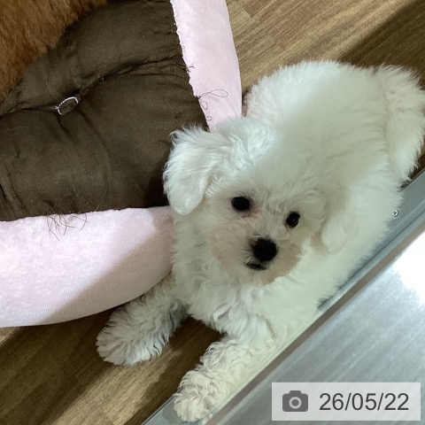鳥取県のビションフリーゼ (ペッツワン 日吉津店/2026年3月1日生まれ/男の子/ホワイト)の子犬の3枚目の画像