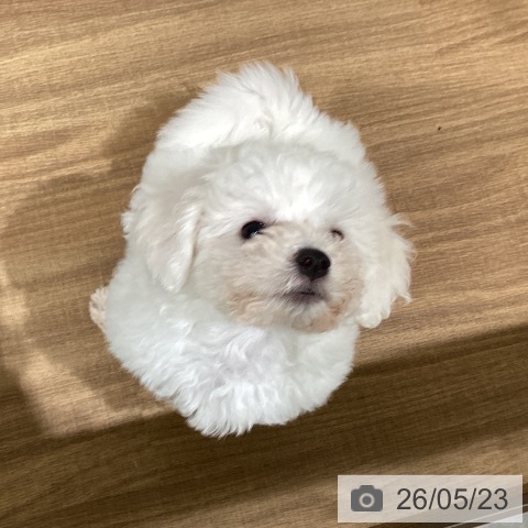 鳥取県のビションフリーゼ (ペッツワン 日吉津店/2026年3月1日生まれ/男の子/ホワイト)の子犬の3枚目の画像