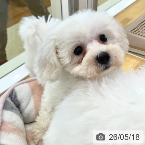 香川県のビションフリーゼ (ペットプラス 高松店/2026年3月1日生まれ/女の子/ホワイト)の子犬の3枚目の画像