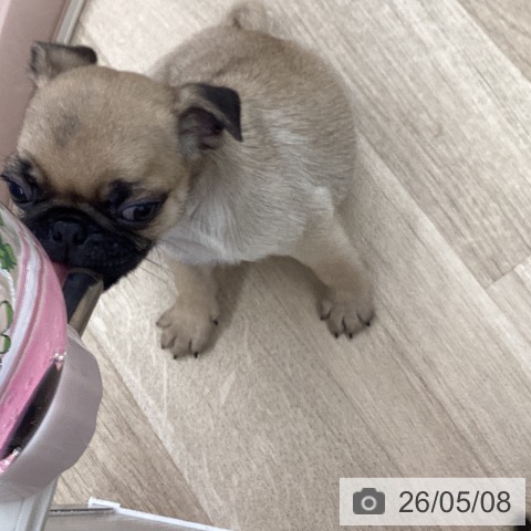 パグの写真