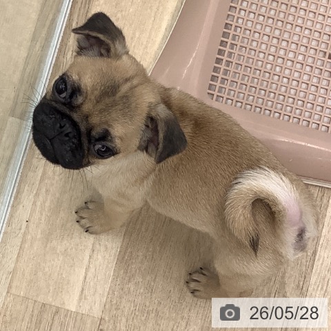 大阪府のパグ (ペットプラス りんくう泉南店/2026年3月4日生まれ/男の子/フォーン)の子犬の4枚目の画像