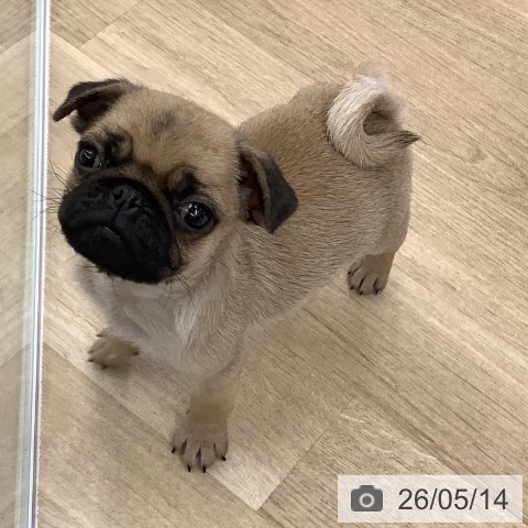 大阪府のパグ (ペットプラス りんくう泉南店/2026年3月4日生まれ/男の子/フォーン)の子犬の3枚目の画像
