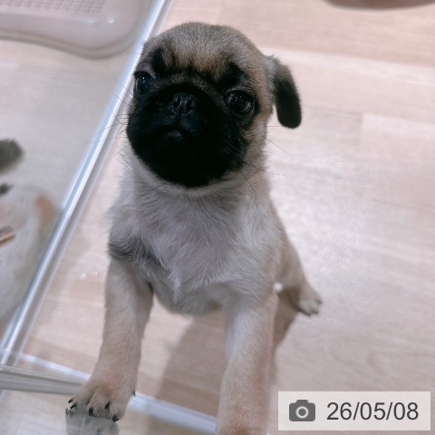 パグの写真