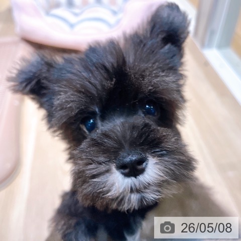ミニチュア・シュナウザーの写真