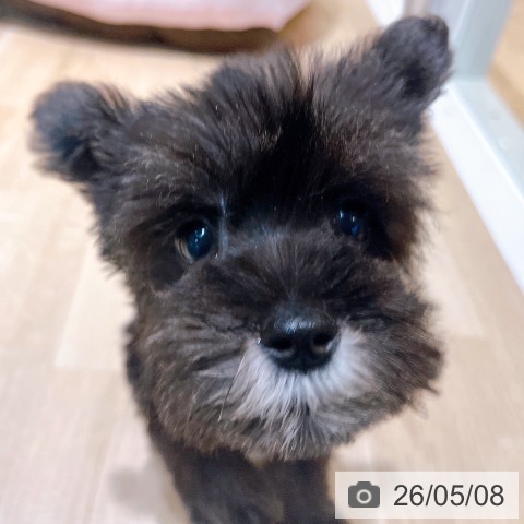 ミニチュア・シュナウザーの写真