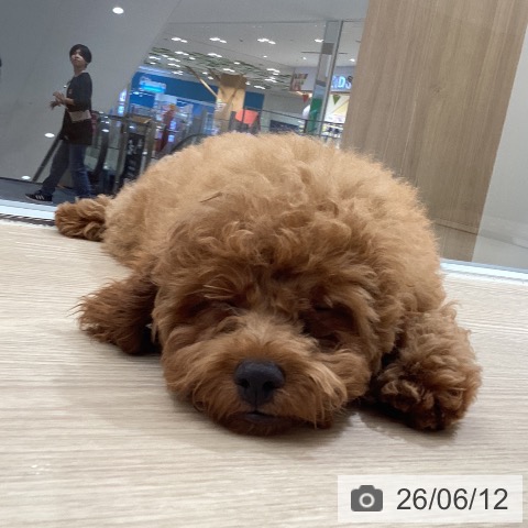 徳島県のトイプードル(トイ) (ペットプラス 徳島店/2026年3月1日生まれ/男の子/オレンジフォーン)の子犬の4枚目の画像
