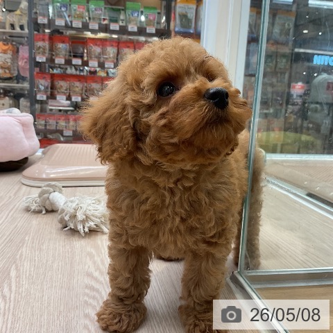 大阪府のトイプードル(トイ) (ペットプラス ららぽーと和泉店/2026年3月1日生まれ/男の子/オレンジフォーン)の子犬の3枚目の画像