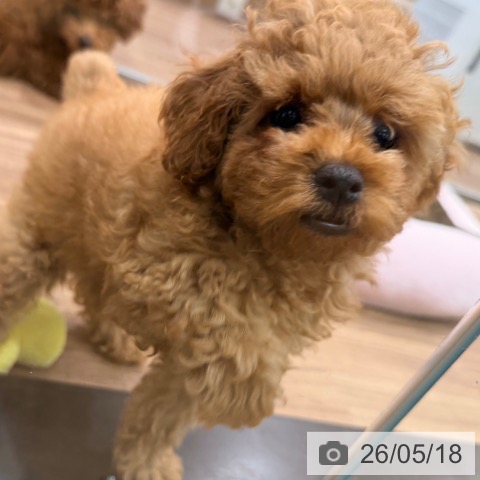岡山県のトイプードル(トイ) (ペッツワン 岡山南店/2026年3月1日生まれ/女の子/オレンジフォーン)の子犬の4枚目の画像