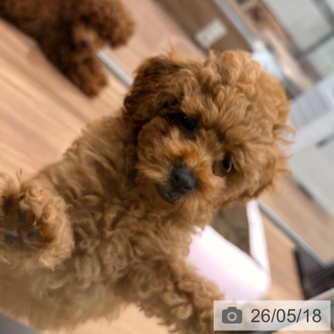 岡山県のトイプードル(トイ) (ペッツワン 岡山南店/2026年3月1日生まれ/女の子/オレンジフォーン)の子犬の3枚目の画像