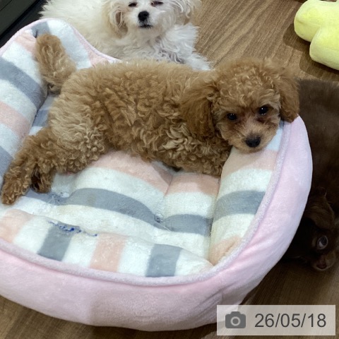 鳥取県のトイプードル(トイ) (ペッツワン 日吉津店/2026年3月3日生まれ/男の子/オレンジフォーン)の子犬の3枚目の画像