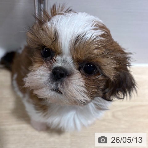 兵庫県のシーズー (ペットプラス 神戸三宮店/2026年3月3日生まれ/女の子/レッドホワイト)の子犬の3枚目の画像
