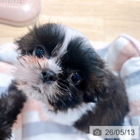 大阪府のシーズー (ペットプラス イオン大日店/2026年3月3日生まれ/女の子/ブラックホワイト)の子犬の3枚目の画像