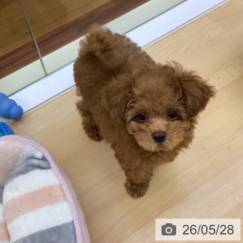 香川県のトイプードル(トイ) (ペットプラス 綾川店/2026年3月6日生まれ/女の子/レッド)の子犬の3枚目の画像
