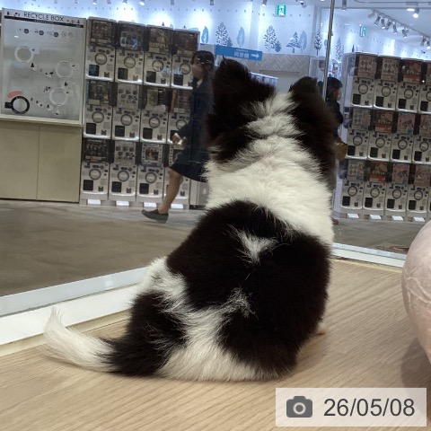 チワワの写真